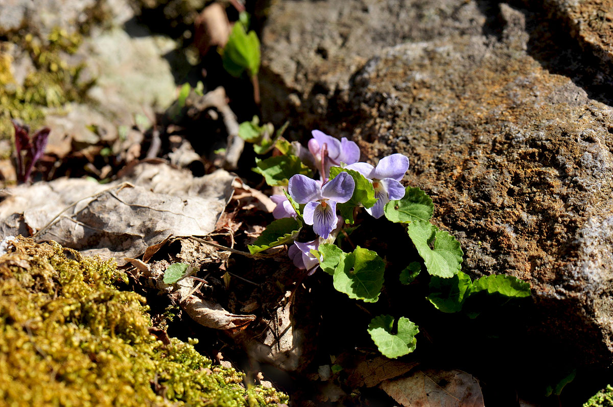 DSC_0032ss.jpg
