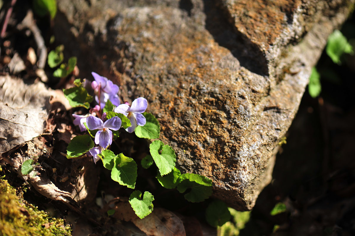 DSC_0030ss.jpg