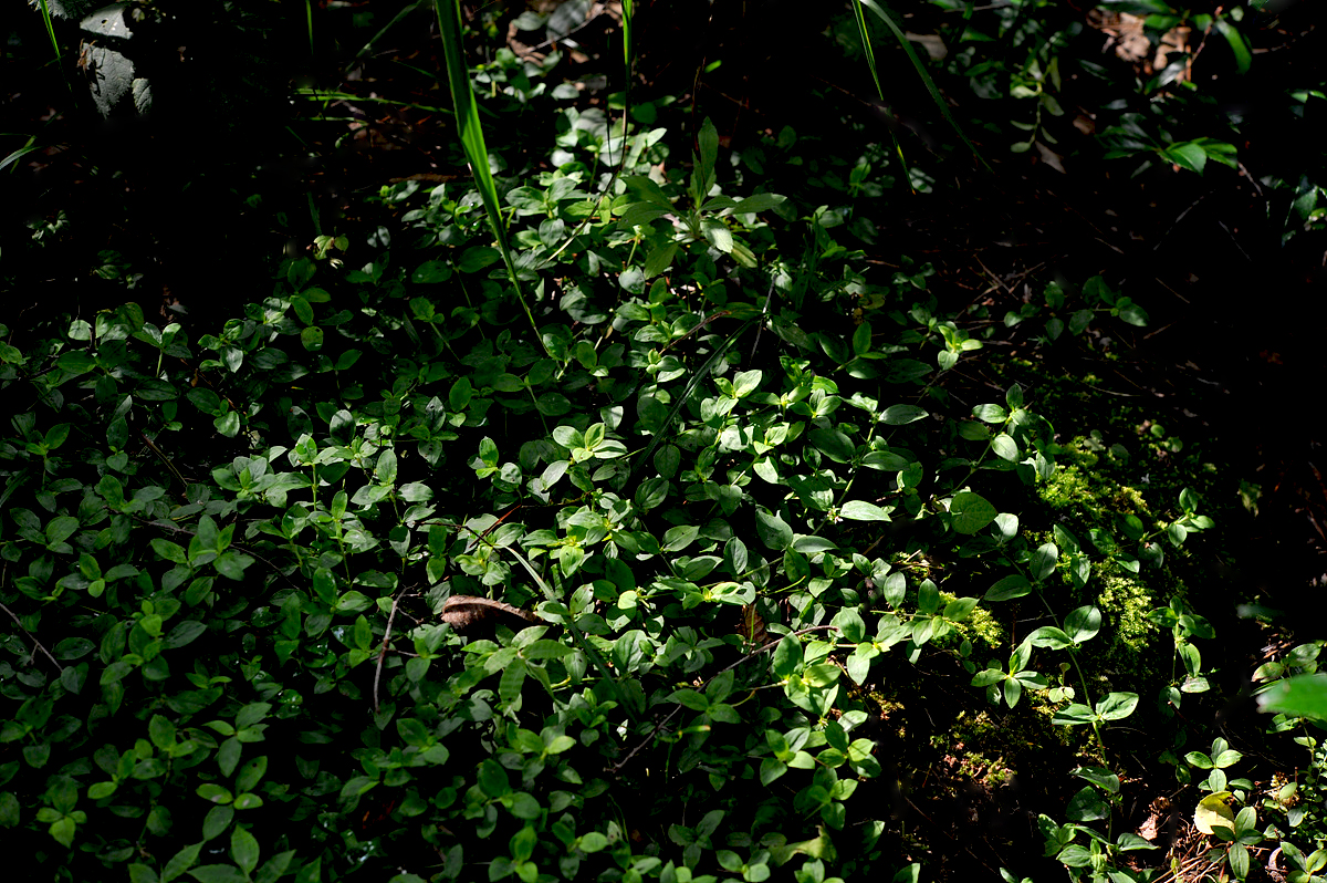 DSC_8808s.jpg