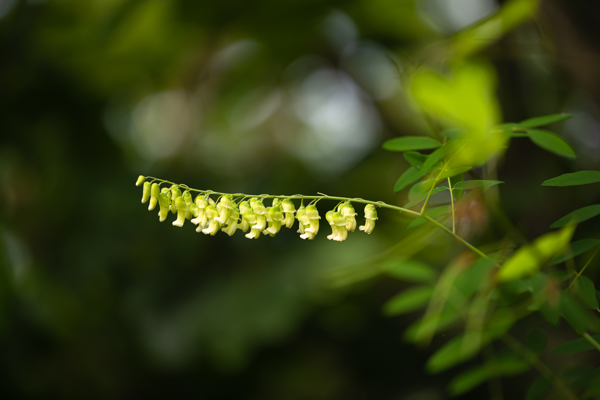 DSC_4018.jpg