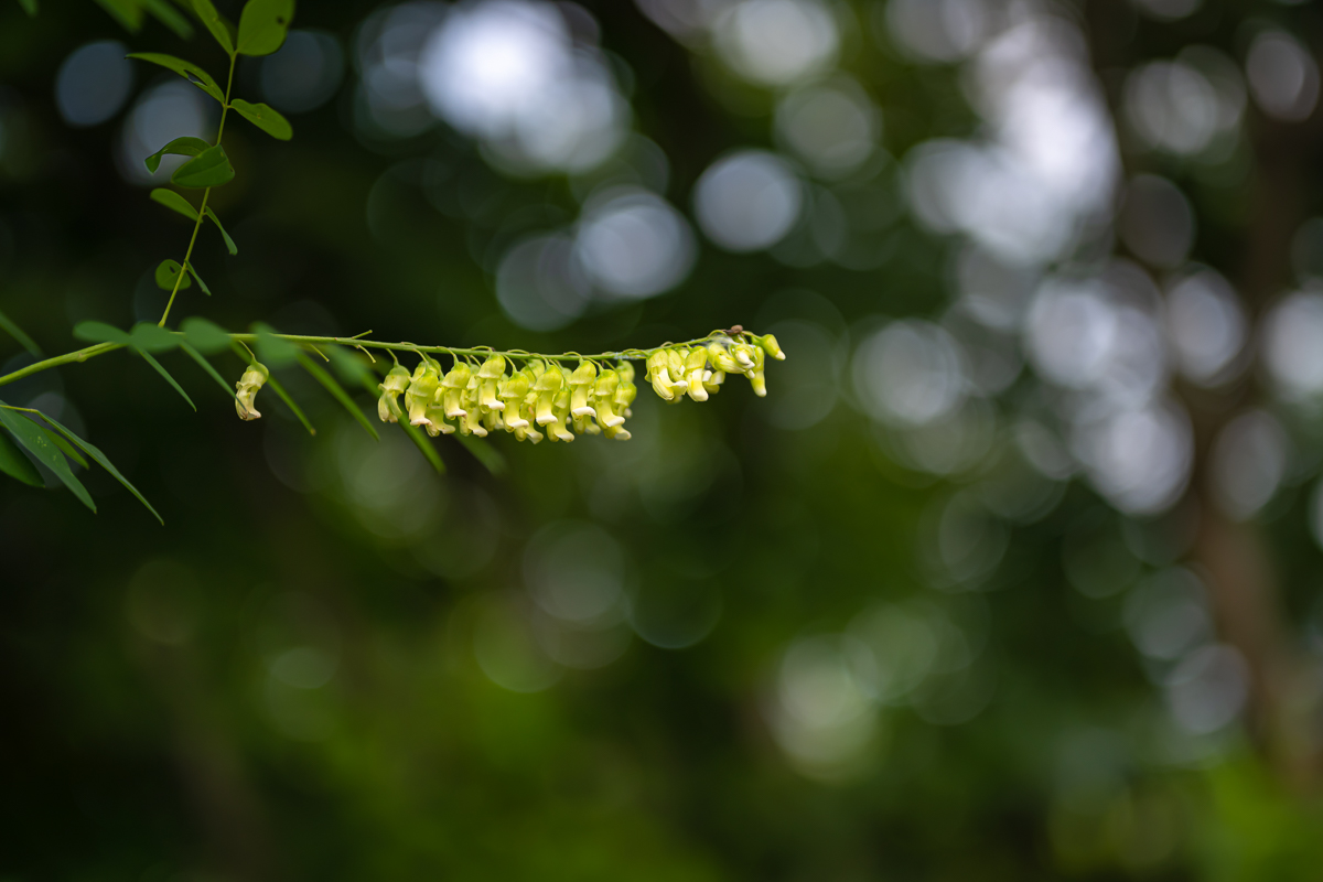 DSC_4029.jpg