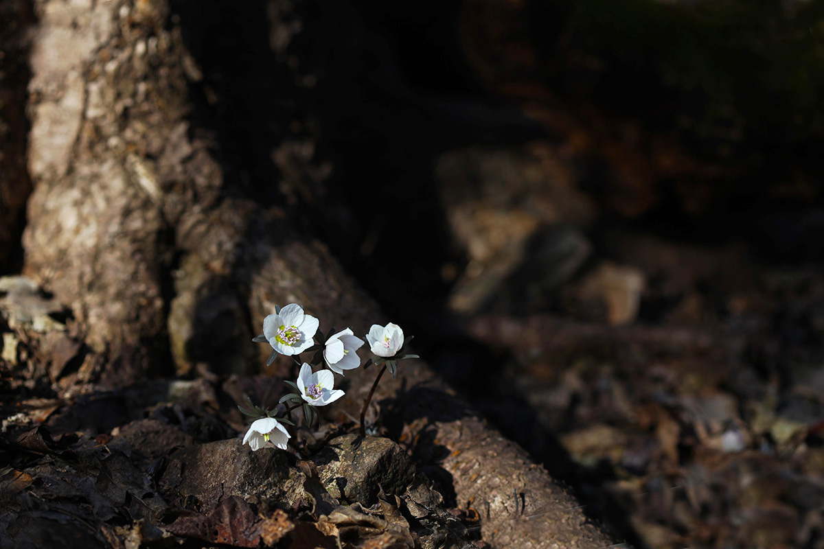 IMG_6428a.jpg