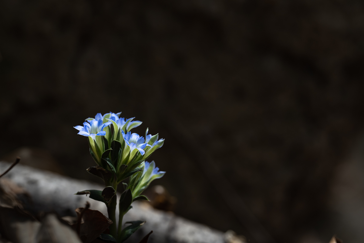 DSC_9774.jpg