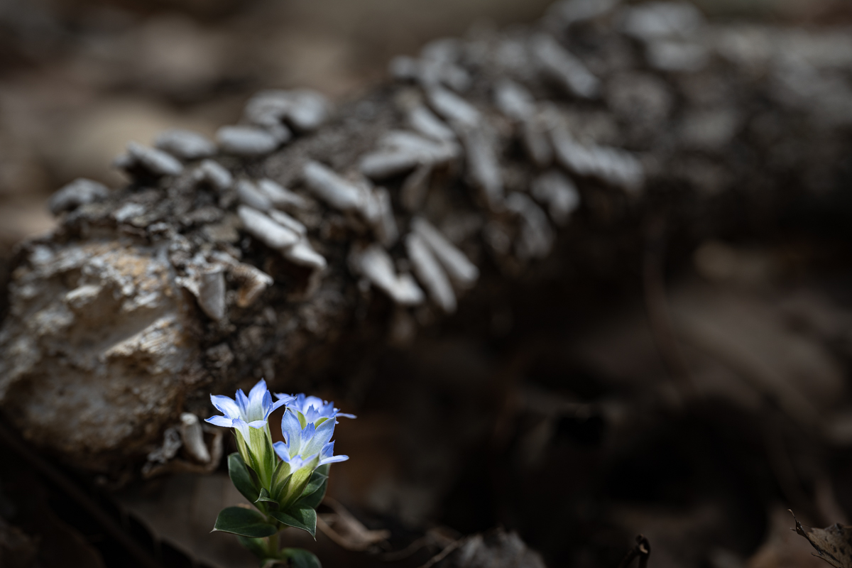 DSC_9768.jpg