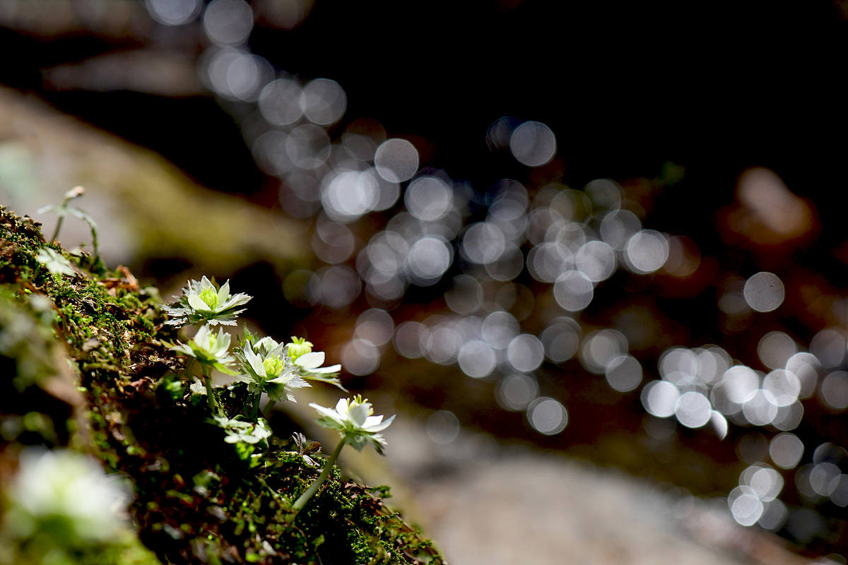 DSC_0687aaa.jpg