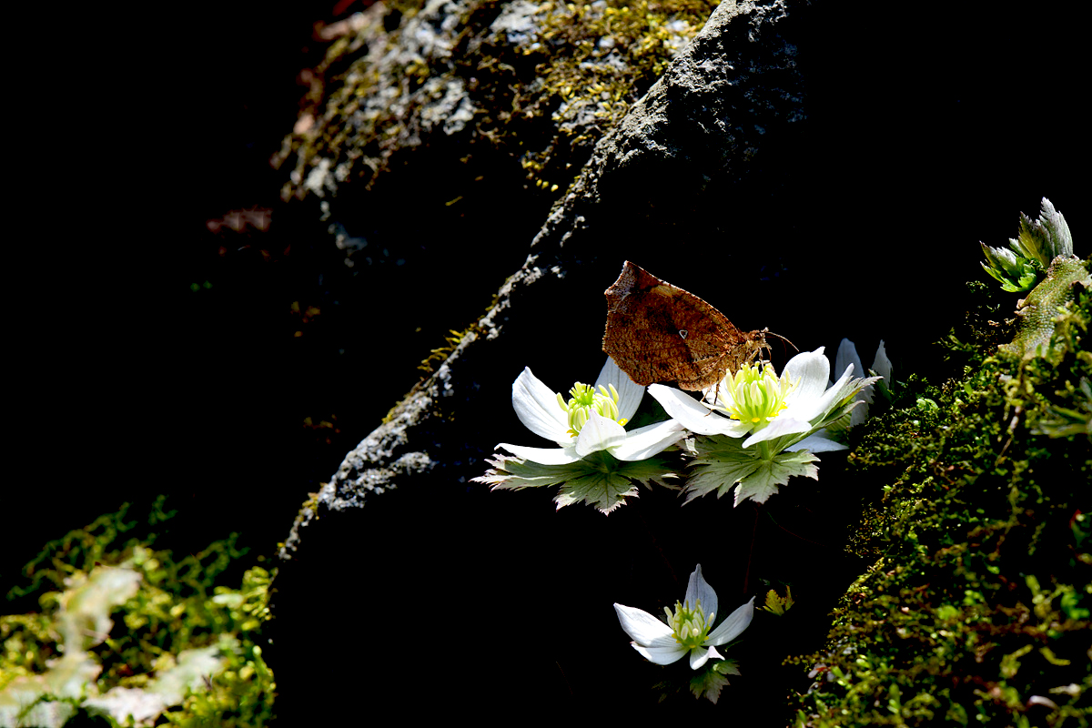 DSC_0785aas.jpg