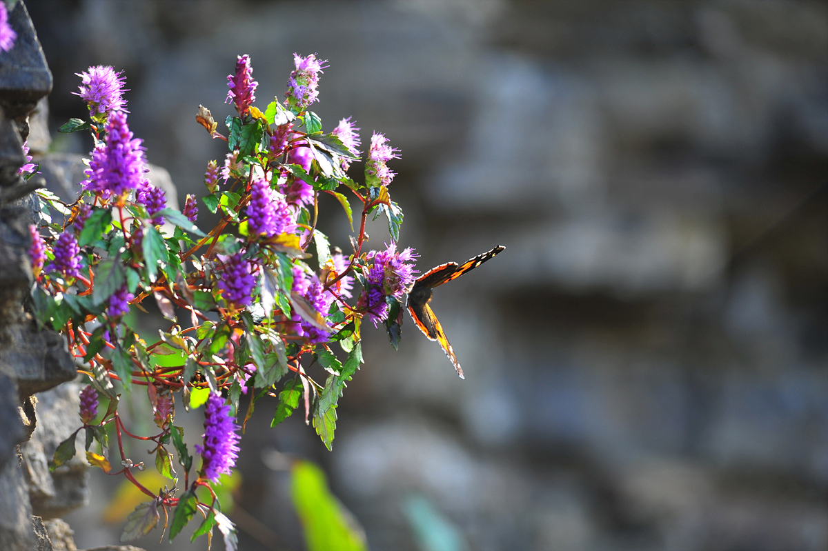 DSC_9552ss.jpg