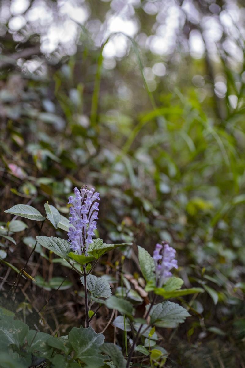 IMG_9429  골무꽃.jpg