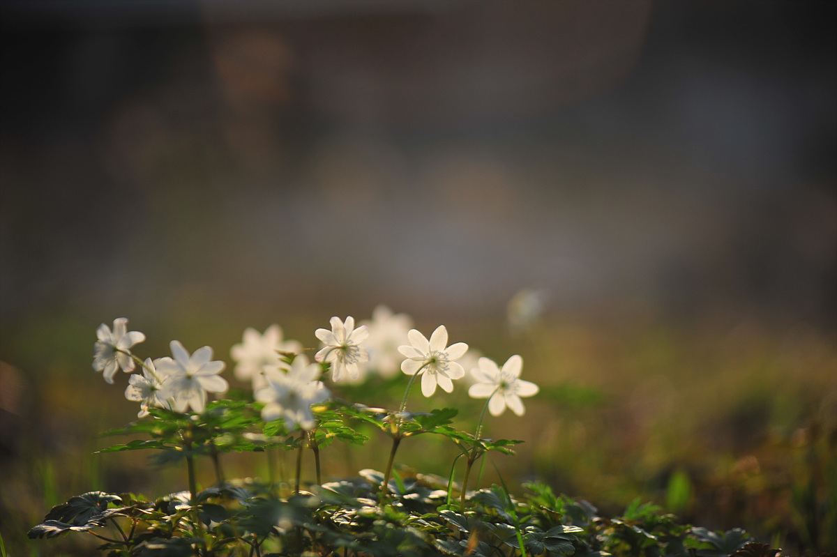 DSC_5218.jpg