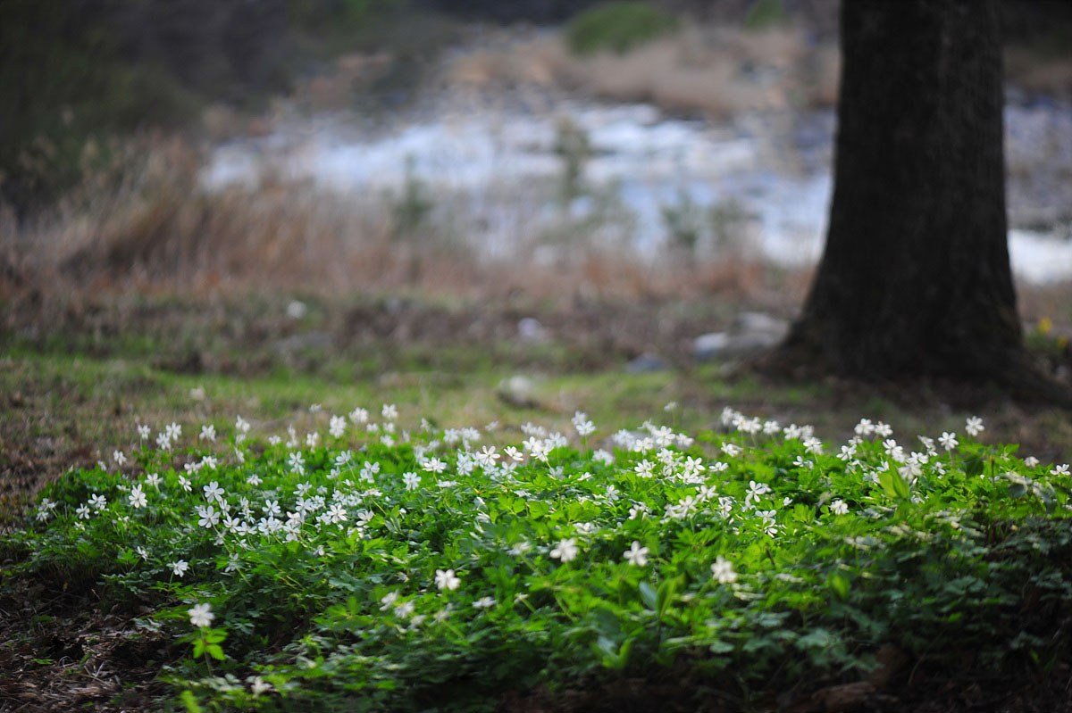 DSC_5280ss.jpg