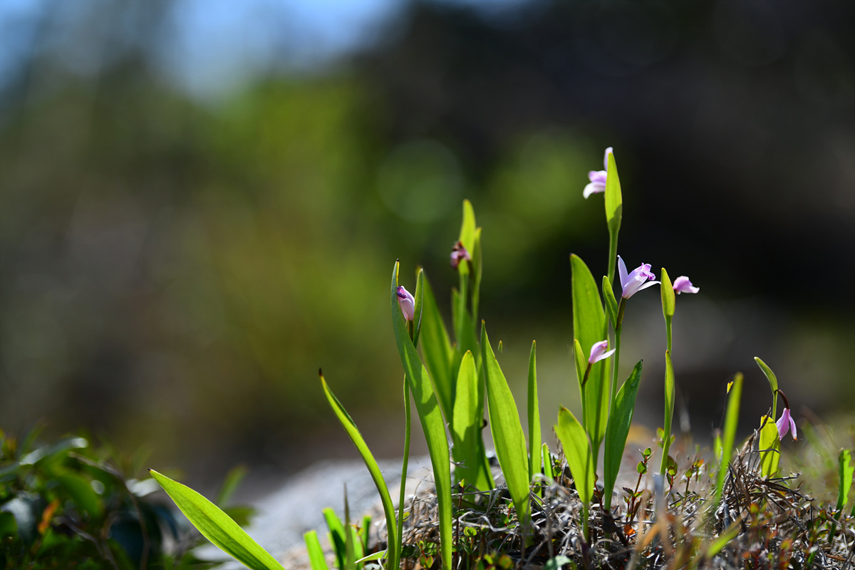 DSC_0083aa.jpg