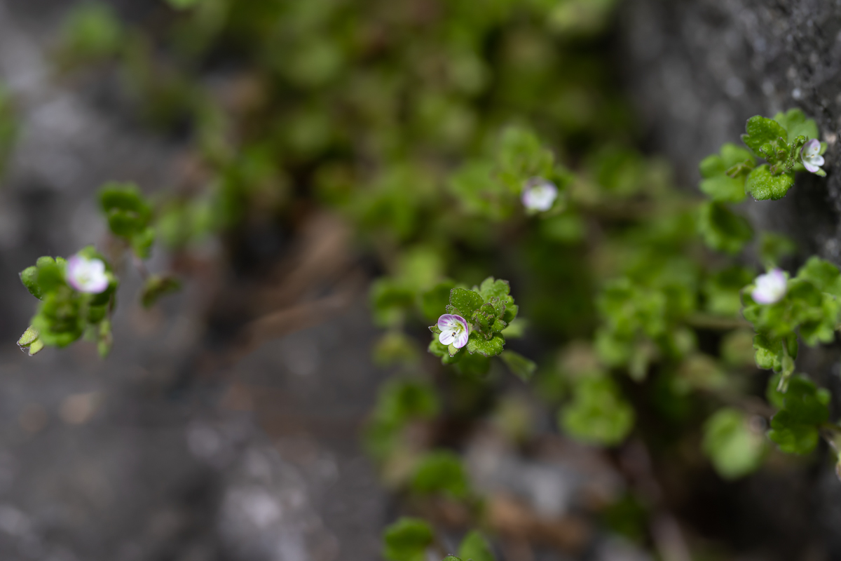 DSC_2761.jpg