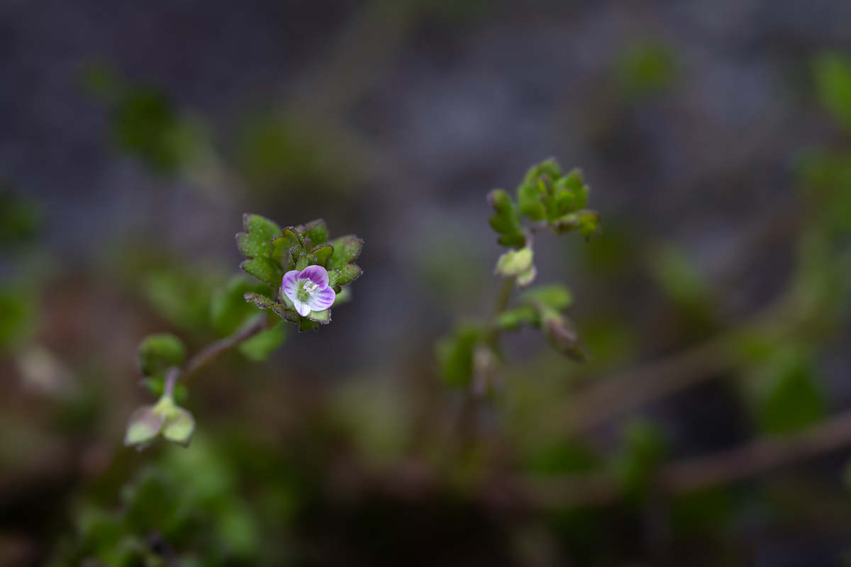 DSC_2755.jpg