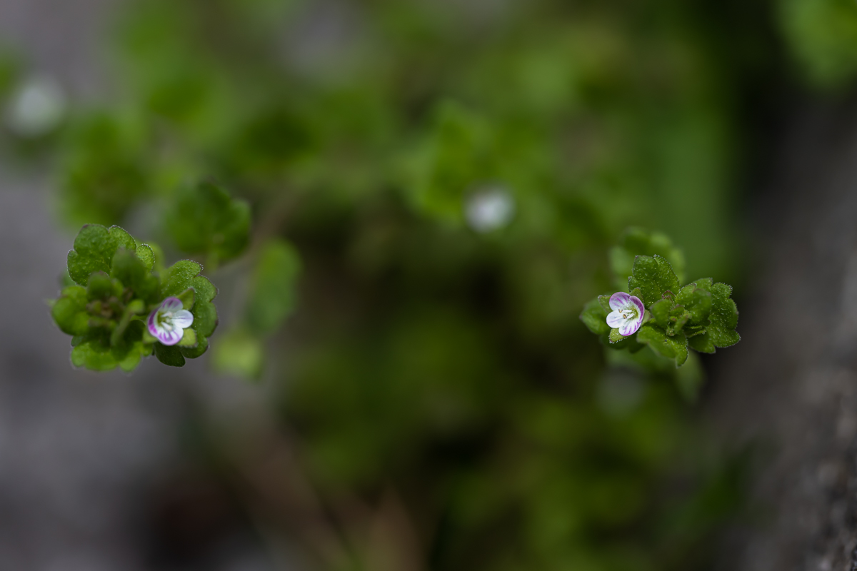 DSC_2759.jpg
