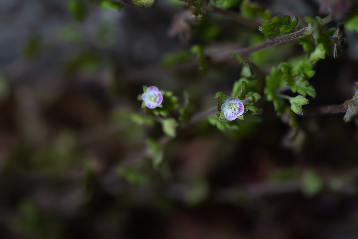DSC_2770.jpg