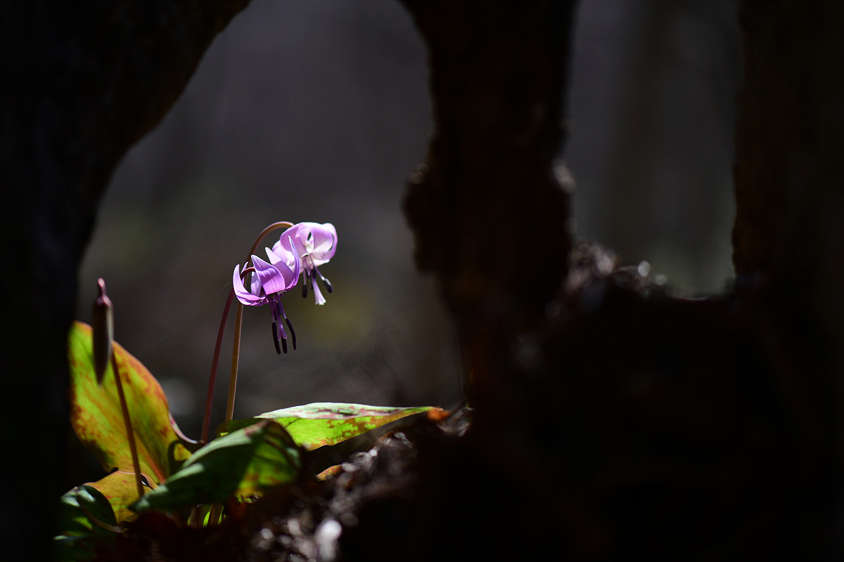 DSC_7117cc.jpg