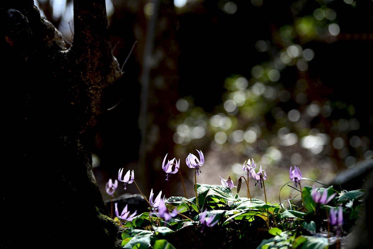 DSC_7872ccc.jpg