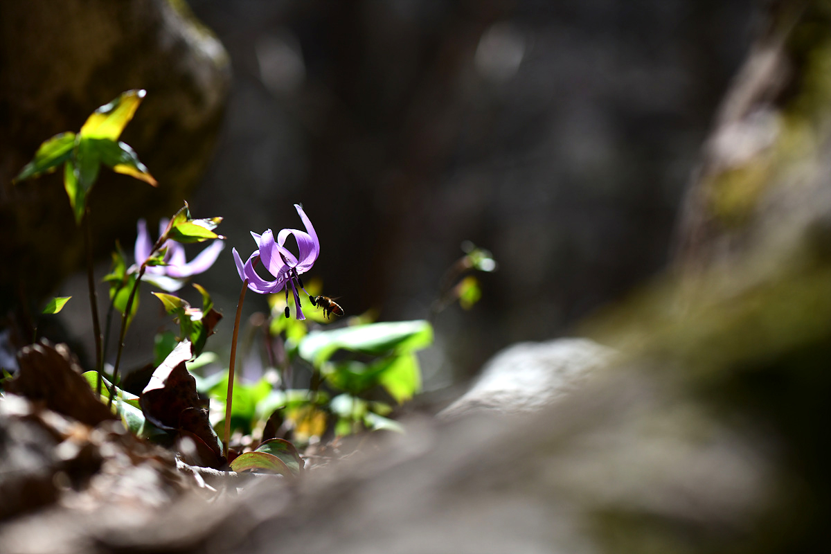 DSC_7191sss.jpg
