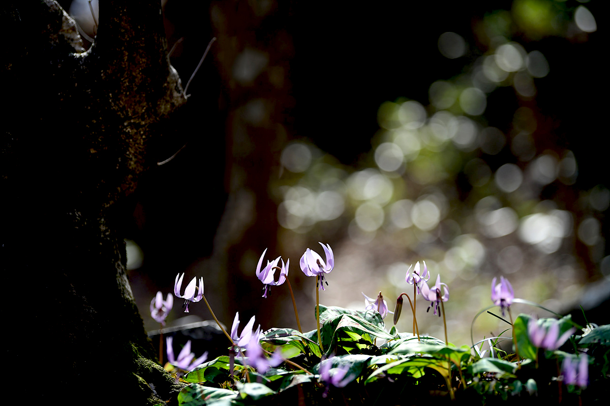 DSC_7873ccc.jpg