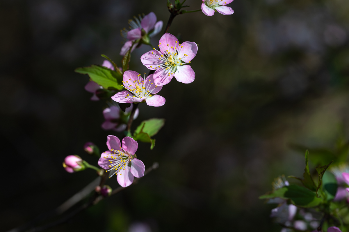 DSC_0579.jpg