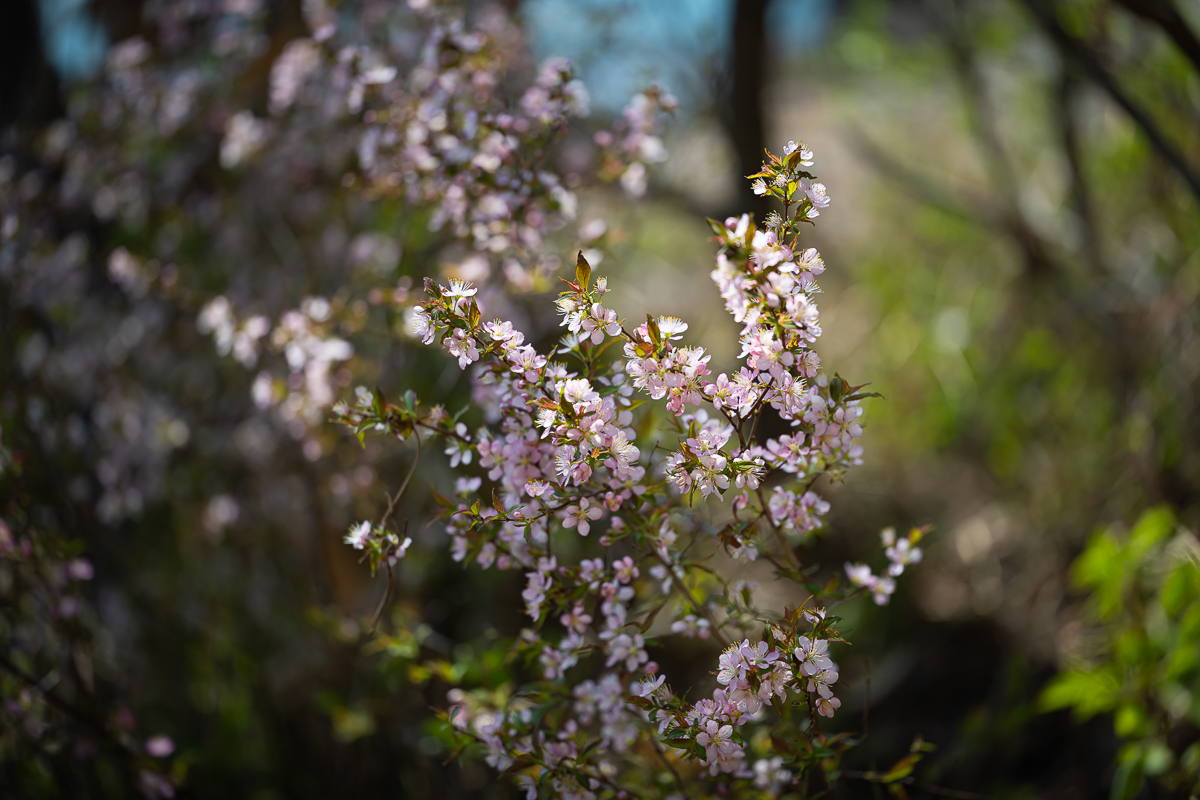 DSC_0590.jpg