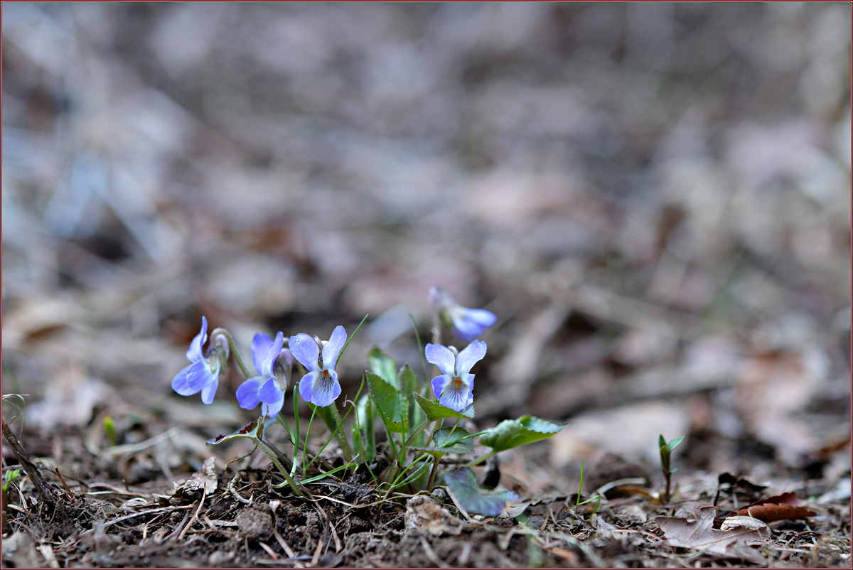 DSC_6047둥근털제비꽃.jpg