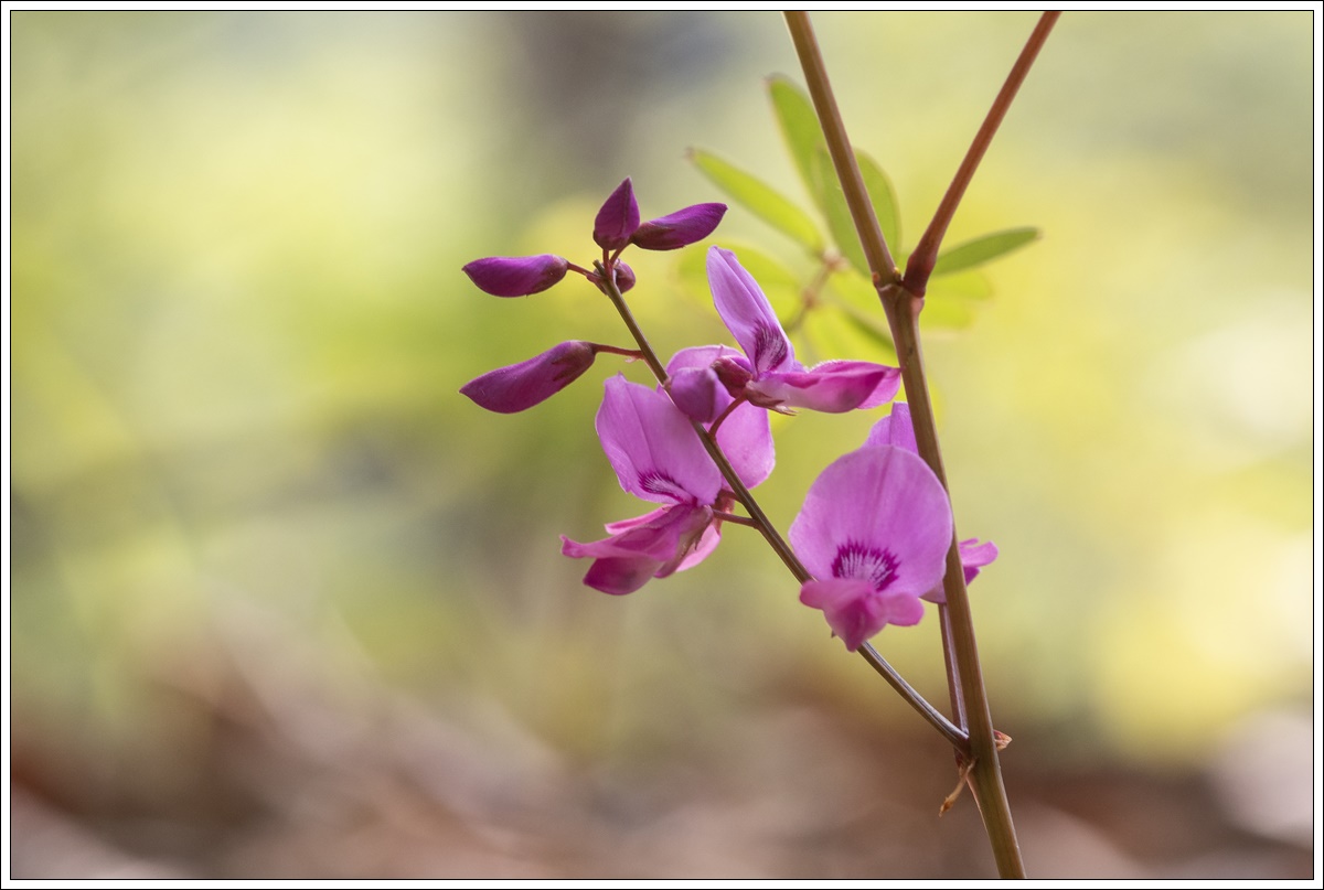 IMG_1115-1.jpg