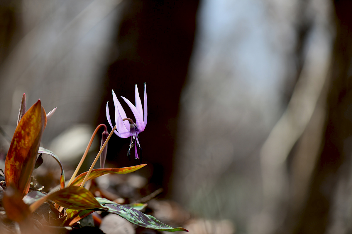 DSC_4423cc.jpg