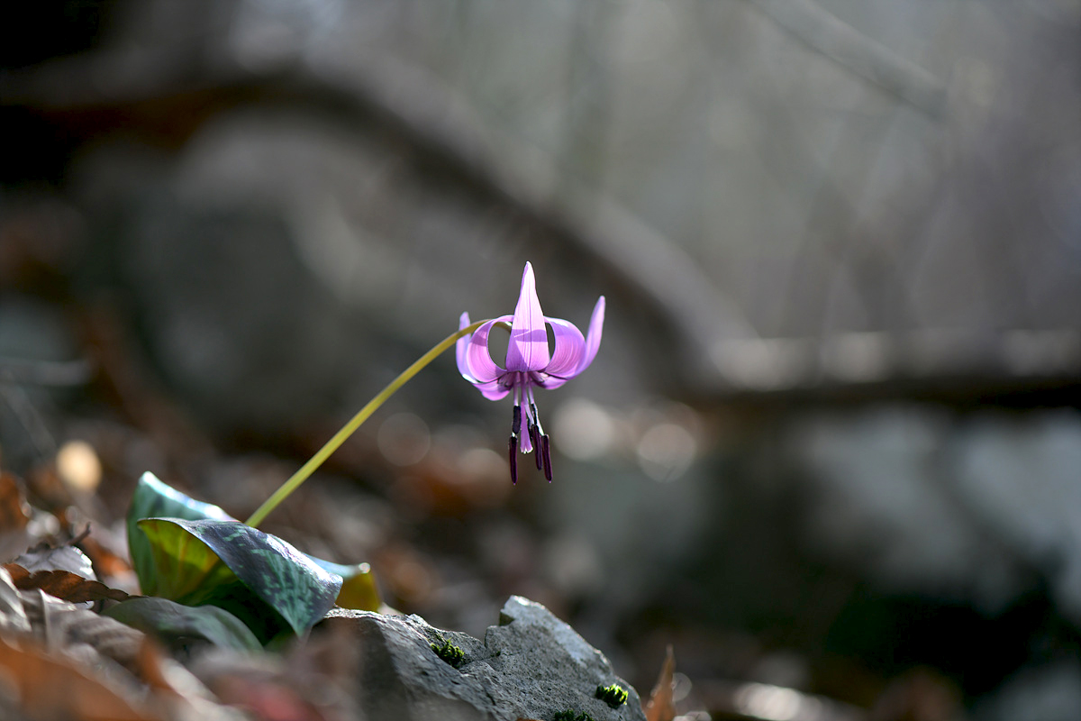 DSC_4442cc.jpg