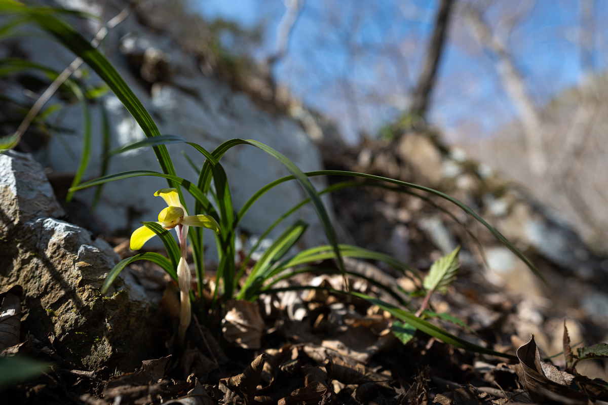 DSC_0452.jpg