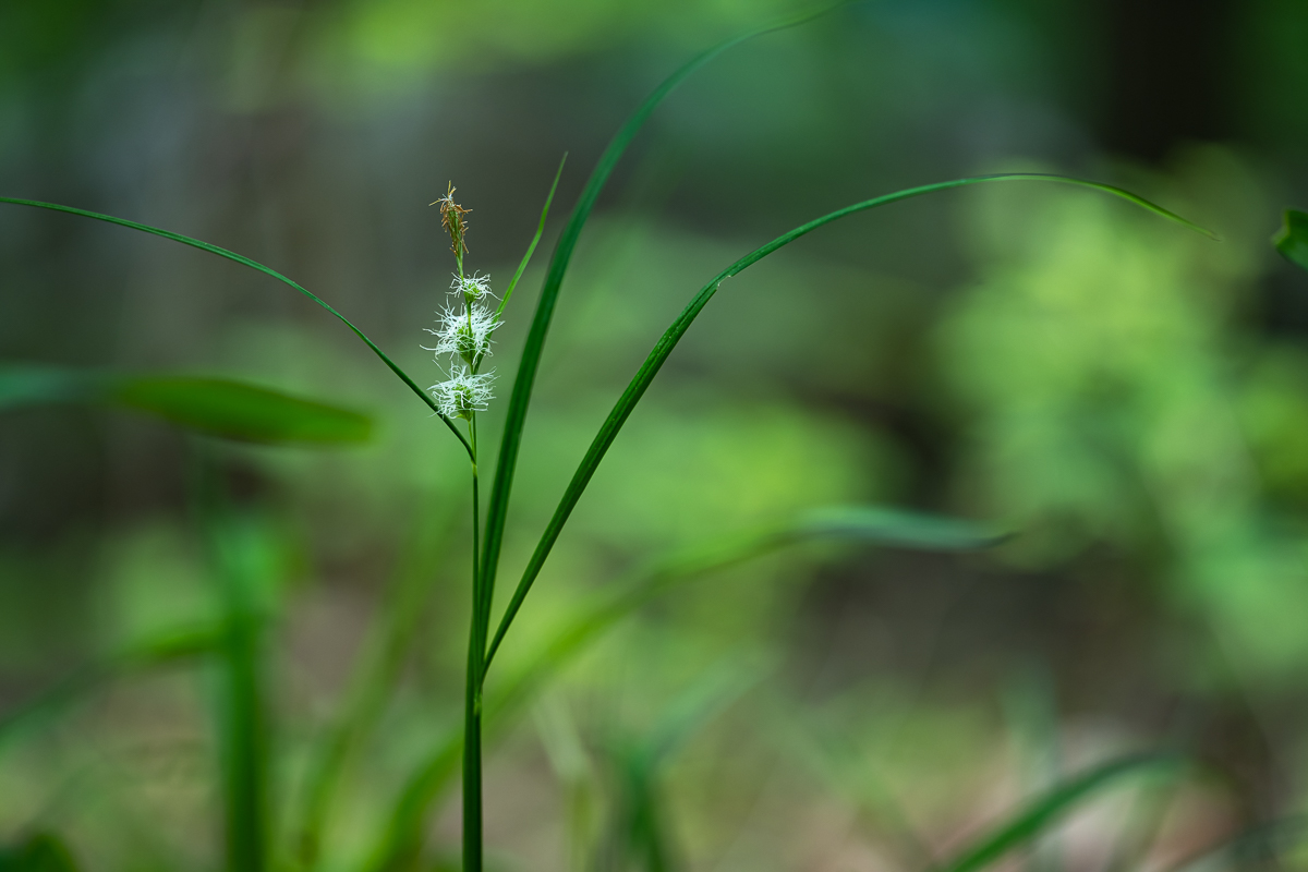 DSC_4204.jpg