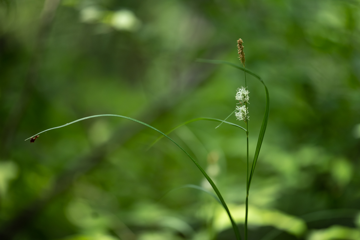 DSC_4232.jpg