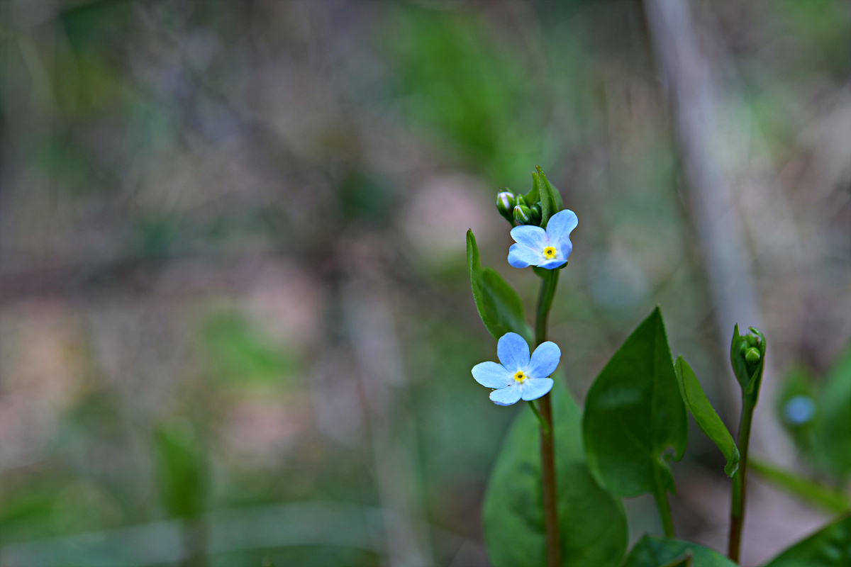 DSC_8368.jpg