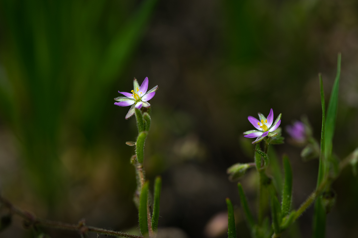 DSC_6546.jpg