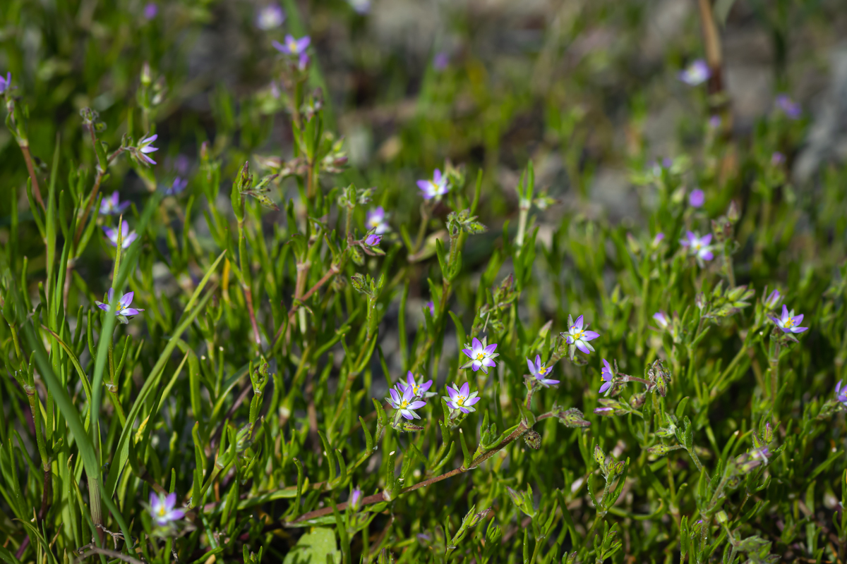 DSC_6591.jpg
