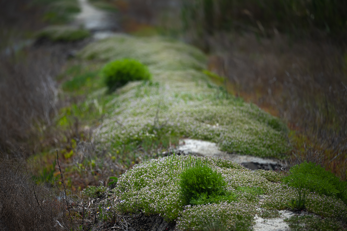 DSC_6616.jpg