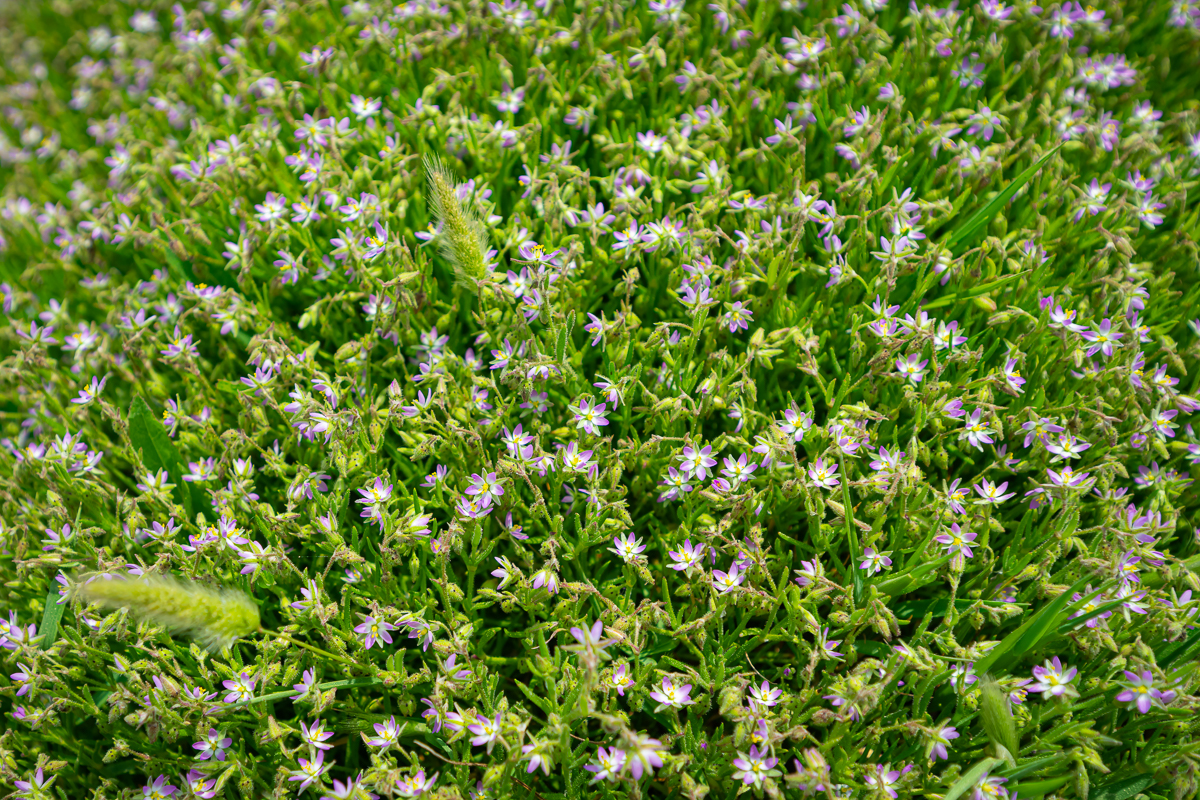 DSC_6664.jpg
