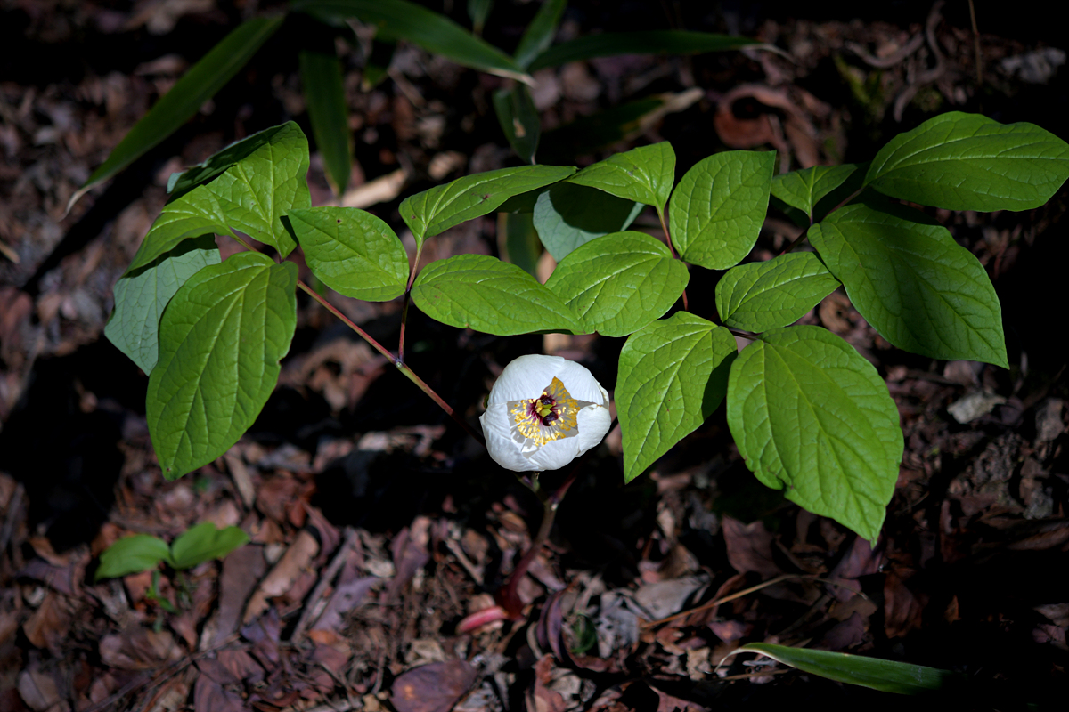 DSC_8396.jpg