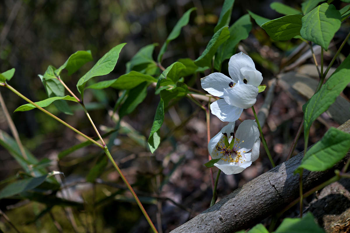 DSC_8385.jpg