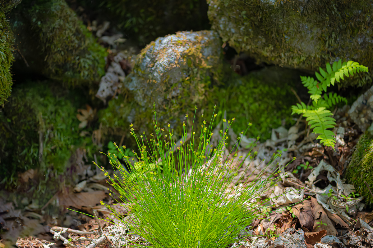 DSC_9184.jpg