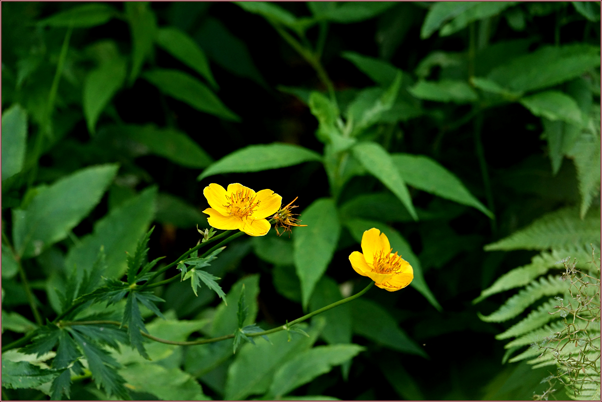 KHS03069.jpg