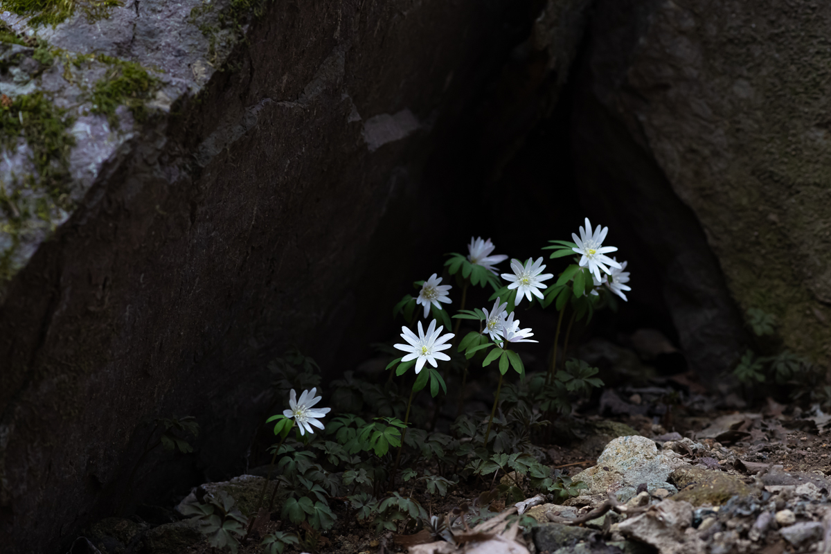 DSC_9133.jpg