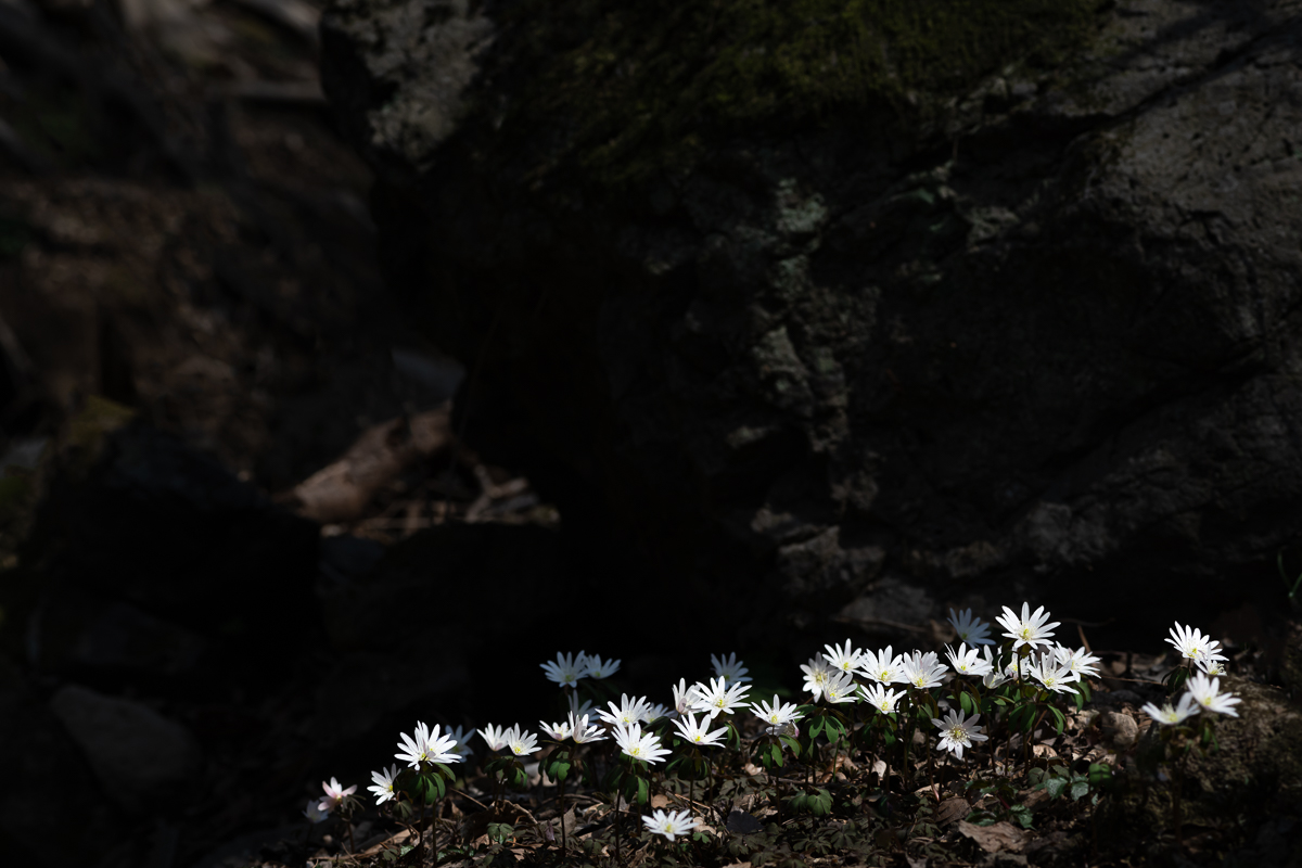 DSC_9093.jpg