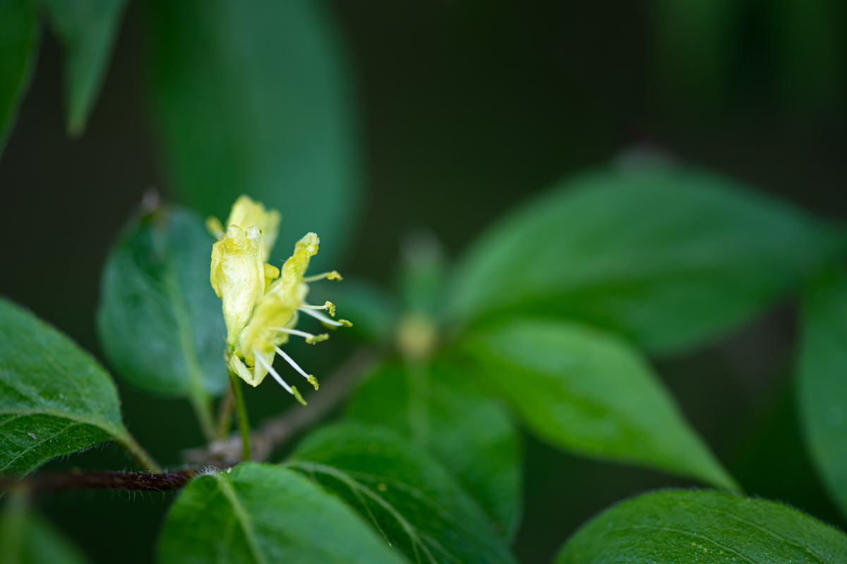 DSC_0054.jpg
