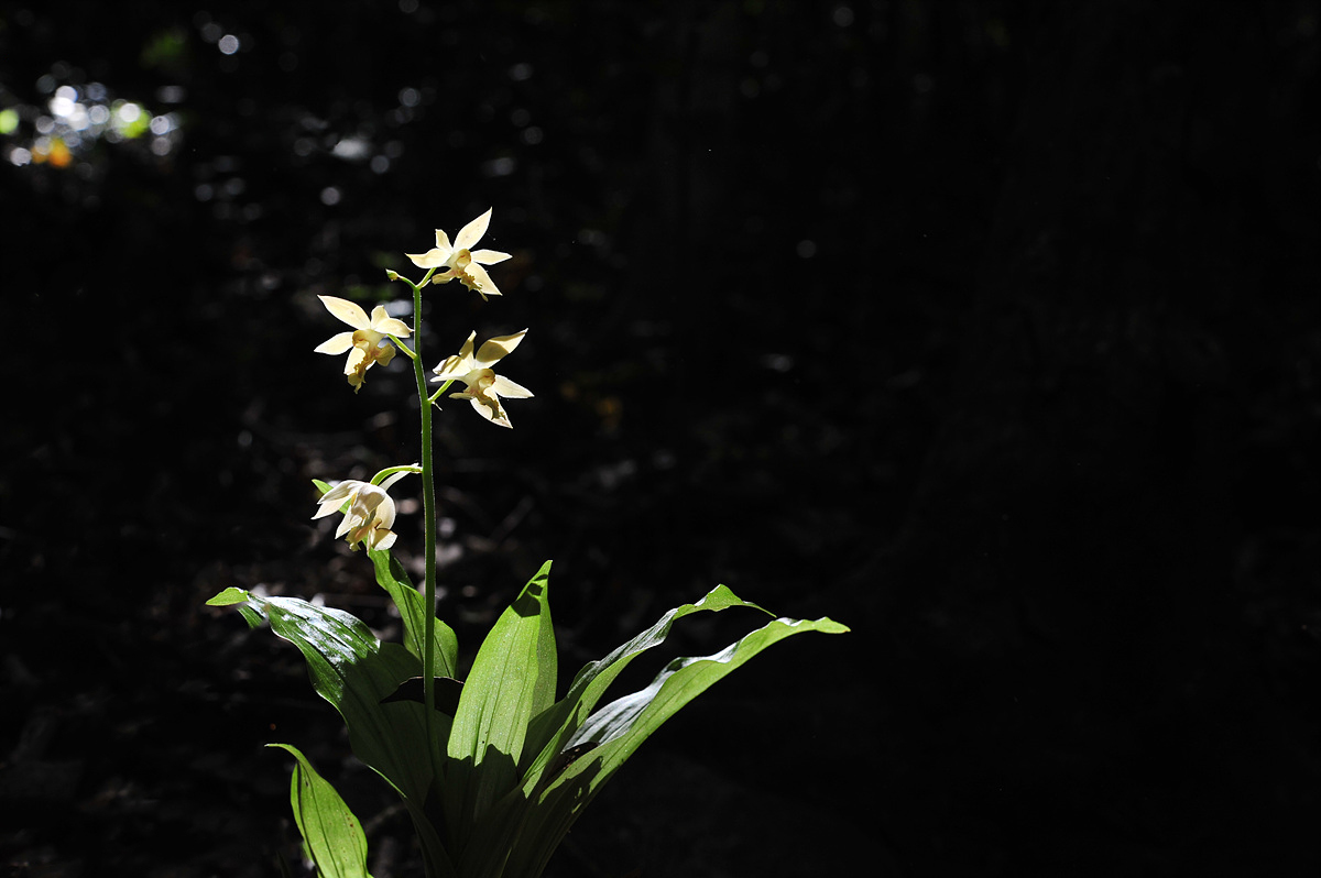 DSC_9077aa.jpg