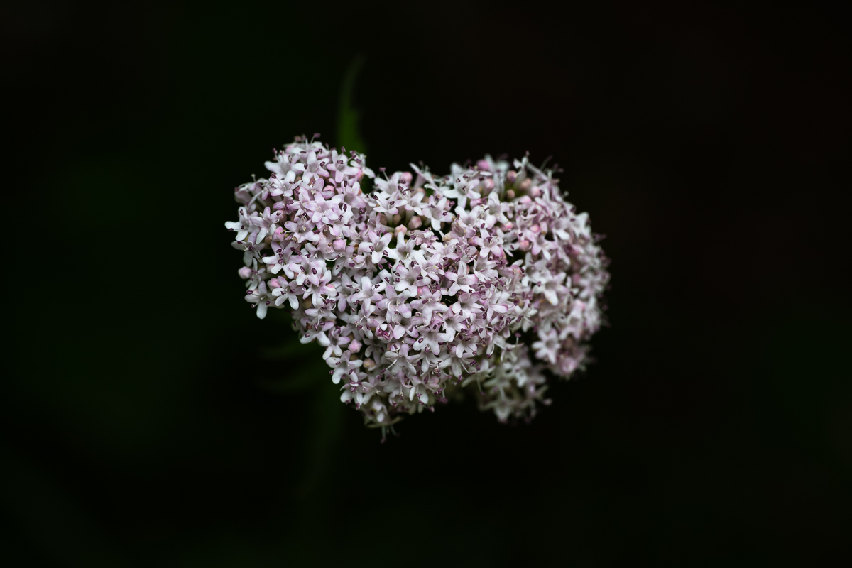 DSC_7402.jpg
