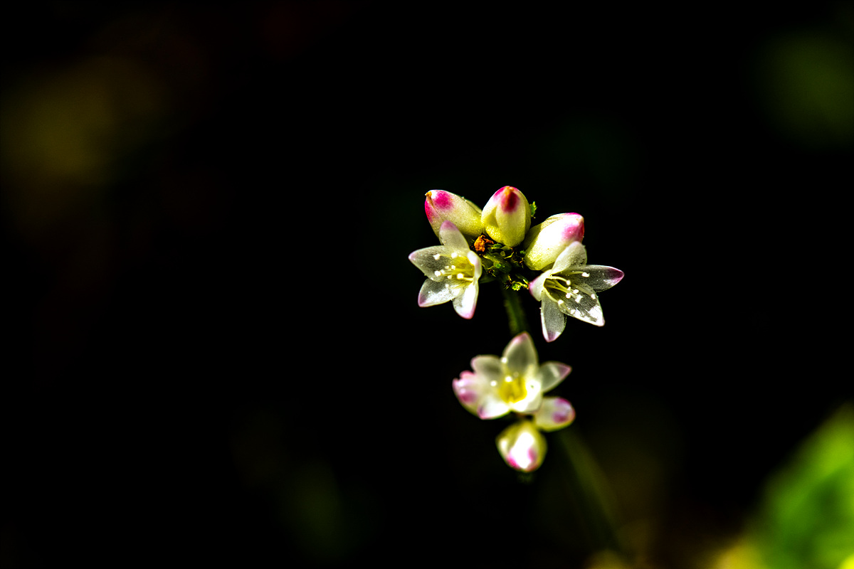 DSC_8828ss.jpg