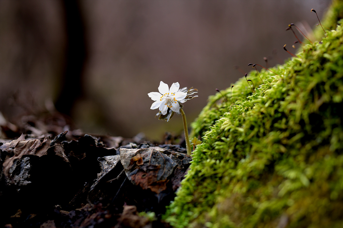 DSC_3309.jpg