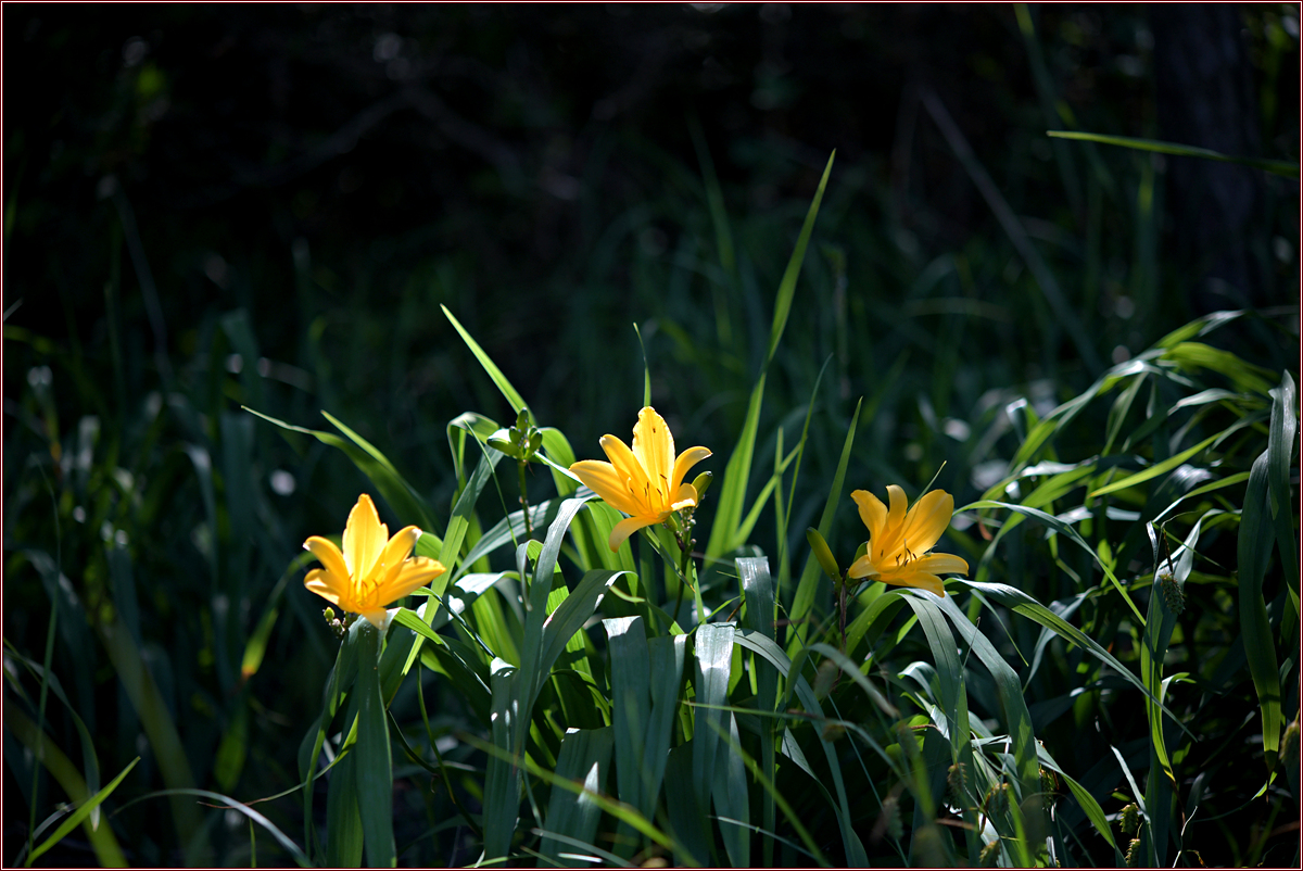 DSC_2388.jpg