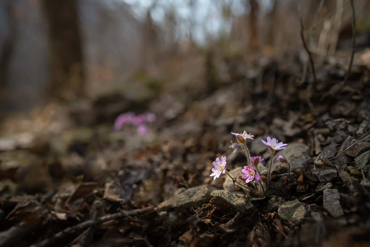 DSC_6234.jpg